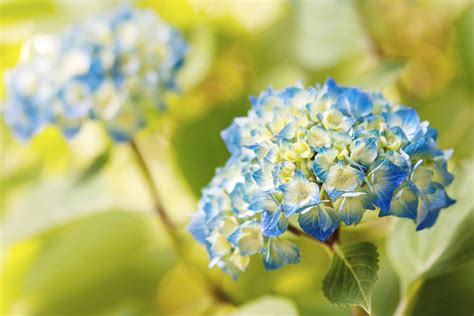 Download Blue Hydrangea Flowers Wallpaper | Wallpapers.com