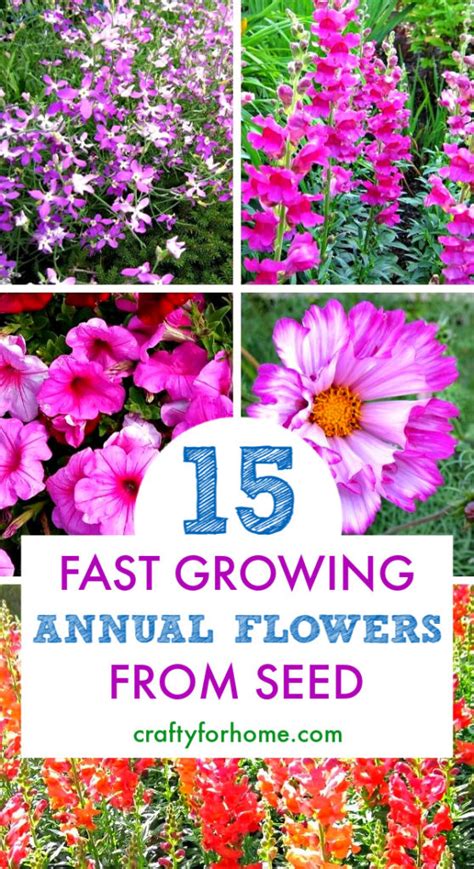 15 Easy To Grow Annual Flowers From Seed | Crafty For Home