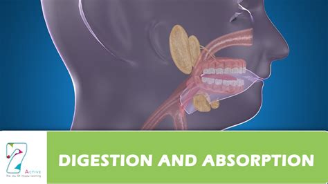 DIGESTION AND ABSORPTION - YouTube