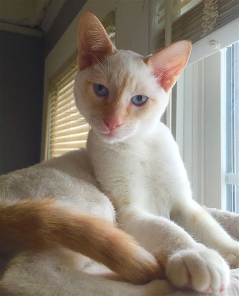 Meet Atticus, a five-month-old red tabby point Siamese : r/aww