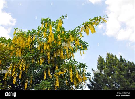 Laburnum tree in bloom Stock Photo - Alamy