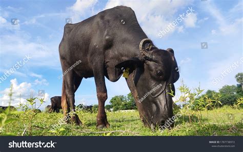 Grazing Buffalo Indian Village Stock Photo 1787738972 | Shutterstock