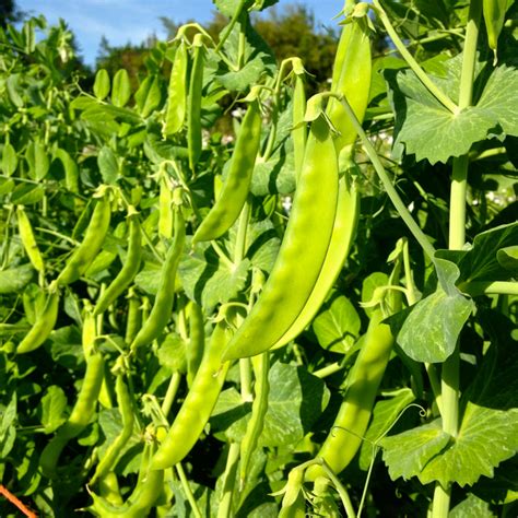 Snow Peas facts and health benefits