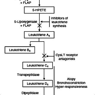 | Cysteinyl leukotriene synthesis pathway. Leukotriene biosynthesis... | Download Scientific Diagram