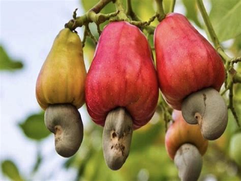 Cashew seeds grow on apples | Do you know how cashews grow? This photo showing how the nuts look ...