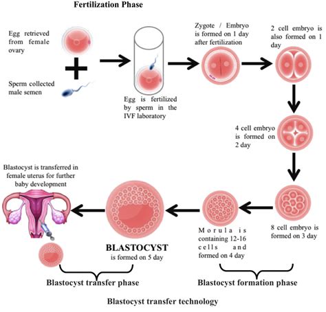 Blastocyst Transfer Centre in Delhi & Delhi NCR - Zeeva Clinic