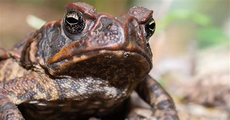 Help us eradicate the invasive Cane Toad from Australia! | The Foundation for Australia's Most ...