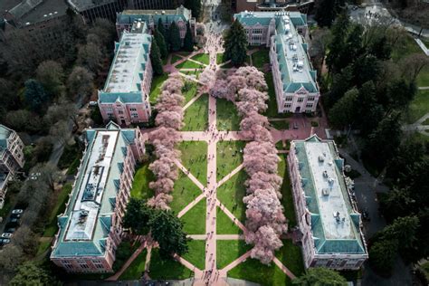 University Of Washington Cherry Blossoms Ranks In Top 10 List