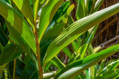 Mirissa Hills Cinnamon Plantation at Sri Lanka Stock Photo - Image of ...