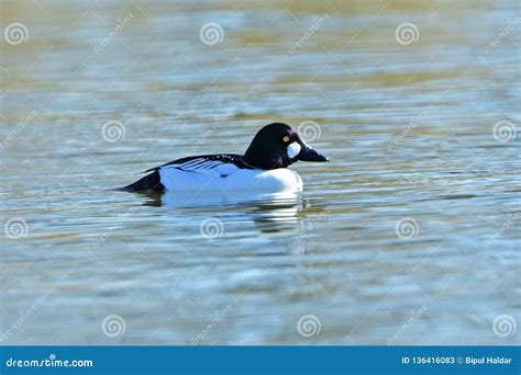 Common Goldeneye Duck stock image. Image of wild, wildlife - 136416083