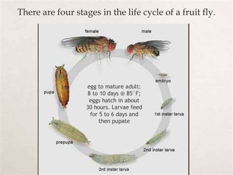 Fruit Fly Larvae Stages