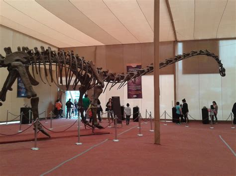 brontosaurus skeleton 2 by fogzyloopz on DeviantArt