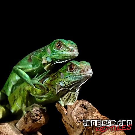 Baby Green Iguanas For Sale - Underground Reptiles