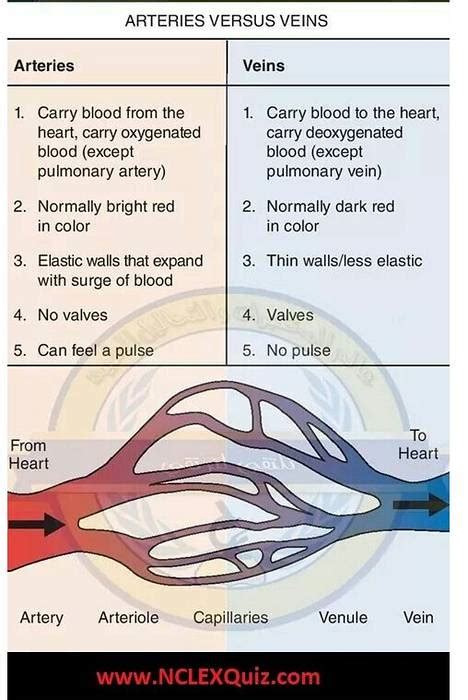 Diferencia entre venas y arterias | Differbetween