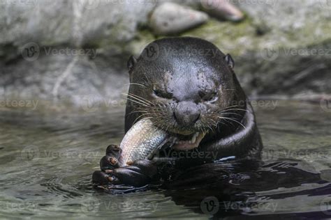 Otter eating a fish in a river 18807661 Stock Photo at Vecteezy