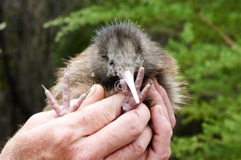 Cute New Zealand Kiwi bird chick - Stock Art NZ - Photos and Images for Sale