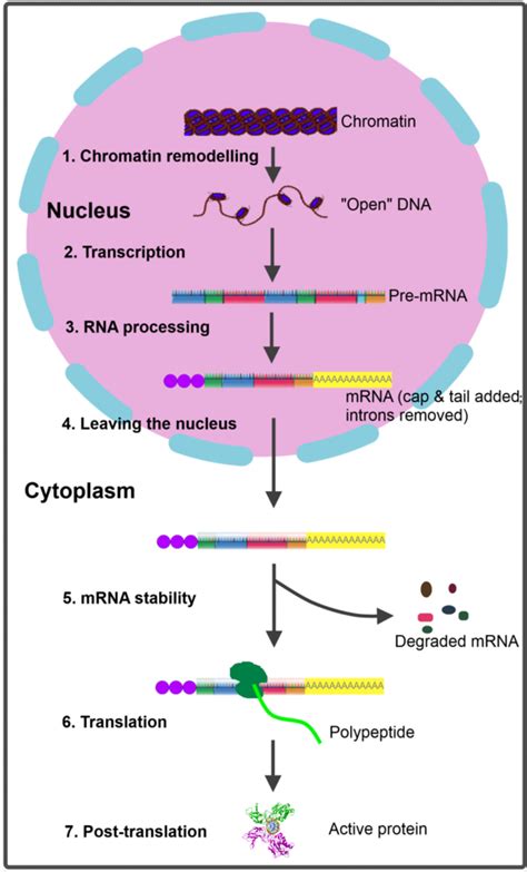 Chapter 18 Control of Gene Expression | Biology for Majors (openstax ...