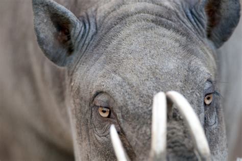 Babirusa pig -- The Oregon Zoo's endangered species :: The Oregonian