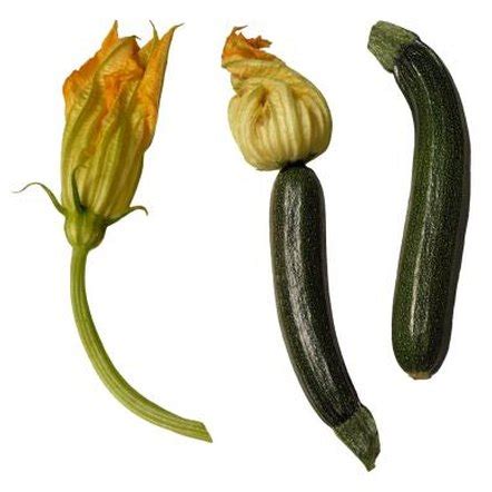 Squash Blooms but Doesn't Produce | Home Guides | SF Gate