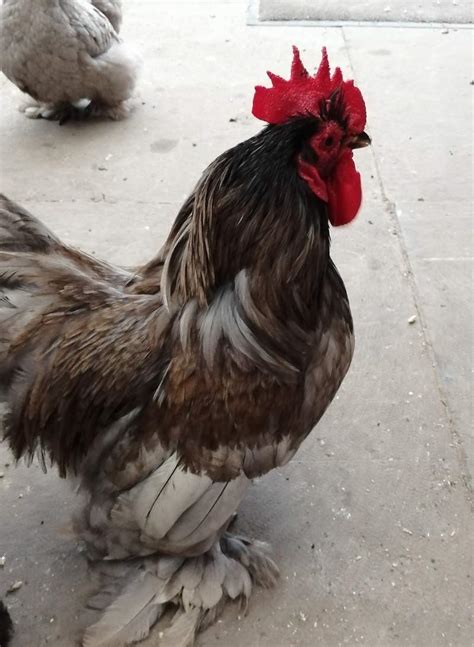 Pekin Bantam For Sale | Chickens | Breed Information | Omlet