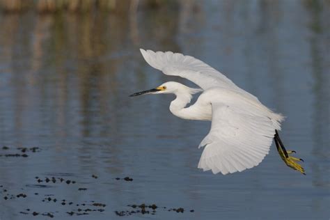 Snowy Egret flying Poster Print by Ken Archer - Walmart.com - Walmart.com