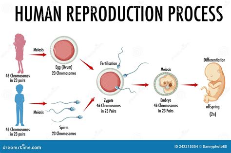 Diagram Showing Human Reproduction Process Stock Vector - Illustration ...