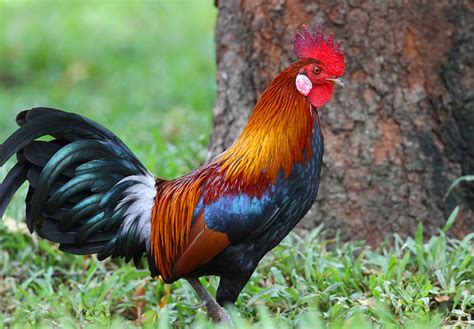 Red Junglefowl | Flickr - Photo Sharing!