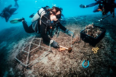 Restoration Resource Center Nusa Islands Coral Reef Restoration Project – Bali, Indonesia