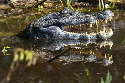 10 Unique Animals of the Amazon River Basin