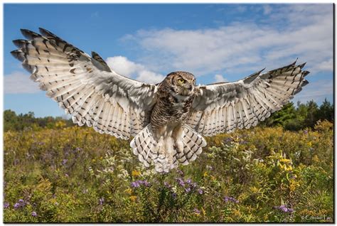 Great Horned Owl Wingspan! by Conrad Tan, via 500px | Photography | Great horned owl, Horned owl ...