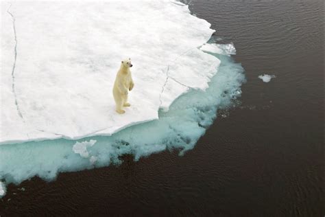 Polar Bears Global Warming Effects