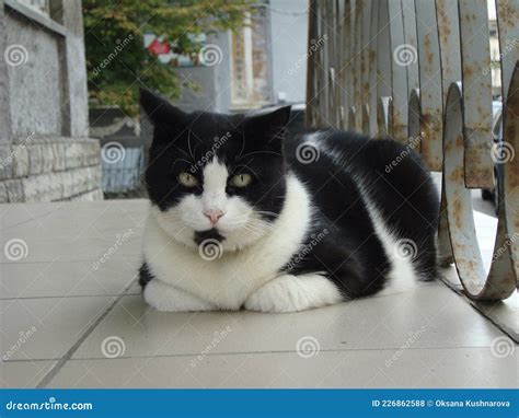 Funny black and white cat stock photo. Image of mammal - 226862588