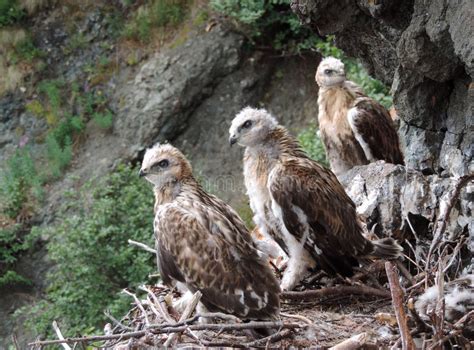 The Wildlife of Kamchatka. Kamchatka Mountains. Kamchatka Peninsula ...