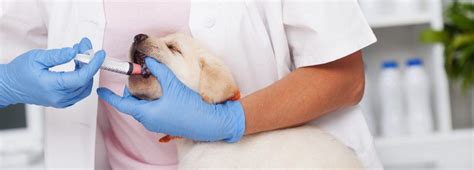 Side Effects After Deworming Your Dog - Petsoid