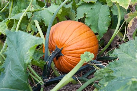 Grow a Jack-O-Lantern: Tips for Growing Pumpkins for Halloween