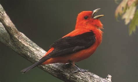 The Songs of Wild Birds - Adirondack Explorer