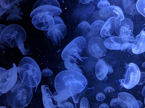 Wallpaper jellyfish, underwater, blue, aquatic world desktop wallpaper, hd image, picture ...