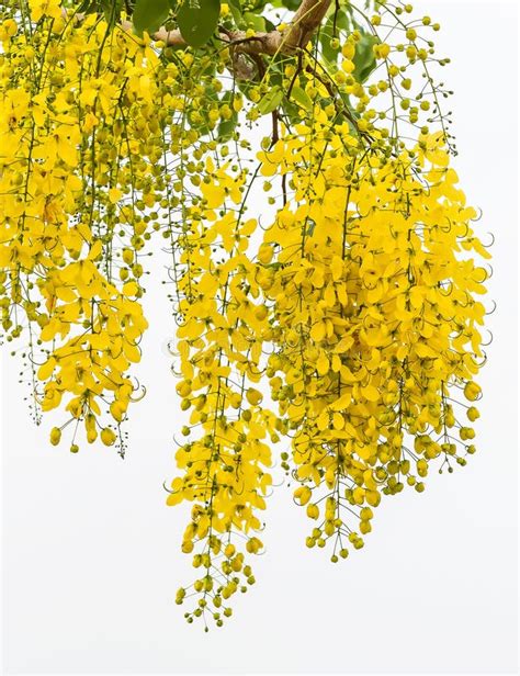 Cassia fistula flower. stock photo. Image of buds, beautiful - 112849218