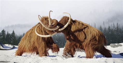 Entrepreneur plans to resurrect woolly mammoths | Natural History Museum