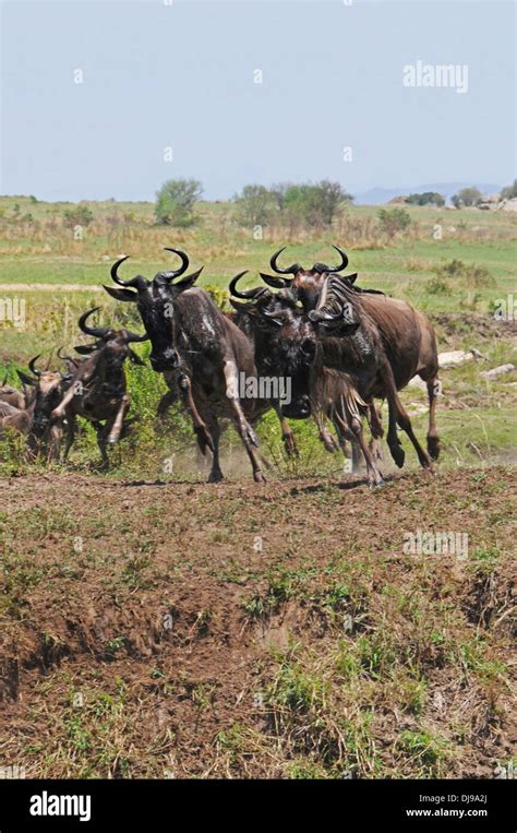 Wildebeest migration serengeti hi-res stock photography and images - Alamy