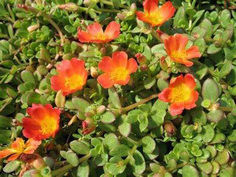 Portulaca oleracea 'Balriorg' (Purslane) - World of Succulents