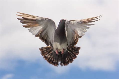 Mourning Dove Symbolism: 5 Spiritual Meanings of Grey Doves