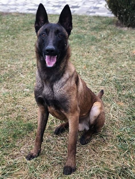 Breed ️ BELGIAN MALINOIS From : Rocket Malinois kennel FCI 4/2020 🇽🇰 ...