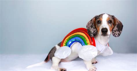 Top 10 Sausage Dog Halloween Costumes!