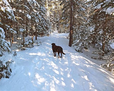 Hiking in Maine with Kelley: 2/8/14 City Forest