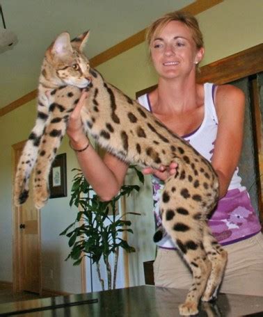 F1 Serval Queen | Savannah Cat Breed