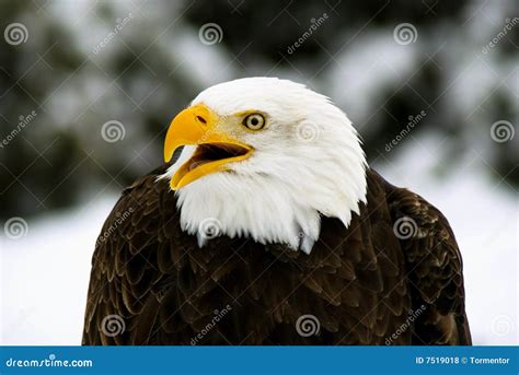 Angry Bald Eagle (Haliaeetus; Leucocephalus) Royalty Free Stock Photos ...