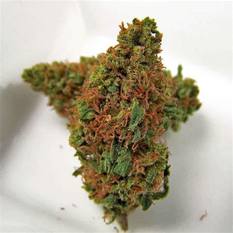 Jack Frost Strain Information & Reviews | Where's Weed