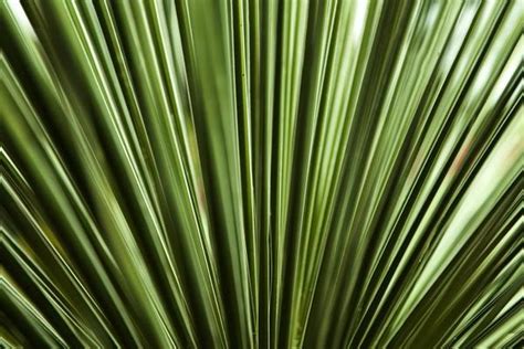 Palmetto Pattern Stock Photos, Images and Backgrounds for Free Download