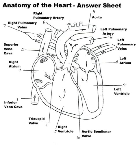 Heart Diagram Worksheet